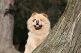 CHOW CHOW 667